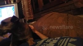 My dog afraid of me when i make noises
