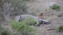 Rhino still alive as lions start feeding on it