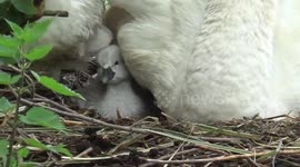 This is what baby swans look like when they're just minutes old