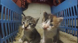 Cat owner leaves GoPro in kitten 'lair'