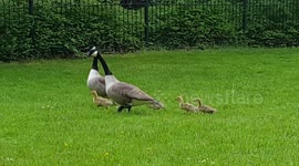 The Goose Is Getting Fat