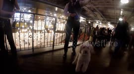 Dogs attend the Heart Of A Dog Screening as part of the Dog Gone Crazy season at the picture House cinema
