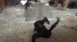 Young bonobo gets 'told off' by mum for fake diving