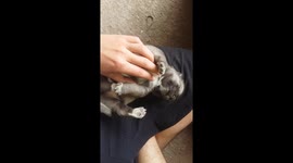 Tickling a newborn husky puppy is adorable