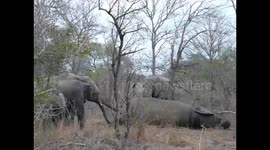 Elephants appear to attend 'funeral' for one of their own kind
