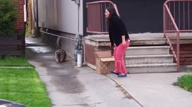 Baby raccoon reunited with its mum