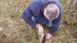 Lamb rescued from tiny crack in the ground by walkers