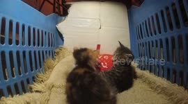 GoPro footage of tiny kittens cuddling up to a 'love you' cushion