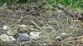 HELP ME, MUM! The baby swan that got left behind