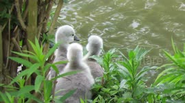 Help me, Mum. Baby swan left behind: FULLY EDITED VERSION