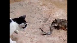 Three-way fight between a cat, snake and frog