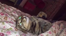Colourful eyeballs of cats
