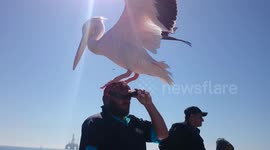 Pelican on guys head!