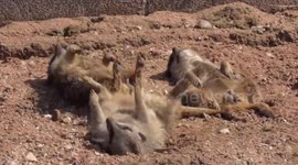Meerkats Having Fun In The Sun