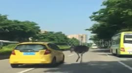 Two ostriches running on busy road finally died