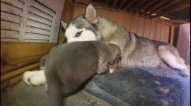 Husky puppy try to climb to his mother