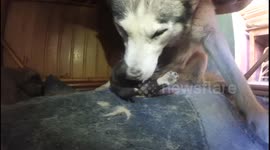 This puppy dont leave his food