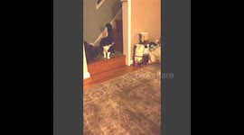 Cat still furious at new family dog who desperately wants to be friends