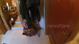 My dog know to open a door