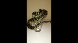 Anaconda in a cup
