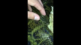 Anaconda massage