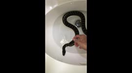 Anaconda bathtime