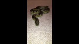 Poking an anaconda