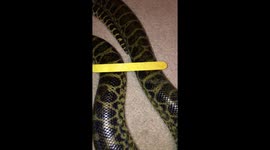 Stacking sticks on an anaconda