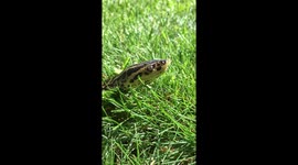 Anaconda gets a chin massage outside