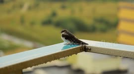 Sparrow on balcony rail