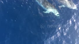 Dolphins swimming alongside a boat in Skiathos