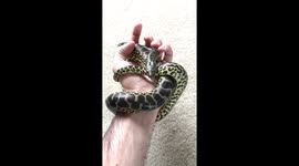 Amy the anaconda
