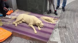 Artist creates realistic-looking dog out of sand in London