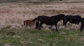 Wild Dartmoor ponies with recently-born foals