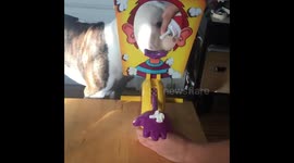 Dobby the house dog plays the Pie Face game!