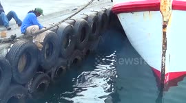Seal's lunch in Hout Bay (The Cape South Africa) - repas des otaries