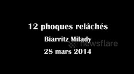 7 Phoques relâchés à Biarritz - plage de la Milady (mars 2014)