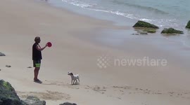 Al the Surf Dog - Stand Dog Paddle - Biarritz France