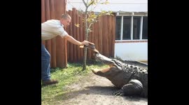 Slowmotion gator chomp