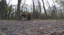 Cute raccoon intrigued by camera