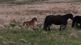 DUPLICATE Wild Dartmoor ponies with recently-born foals