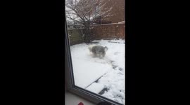 This dog sees snow for the first time and you'll never guess what he did next....