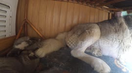 Husky Puppy run in his sleep