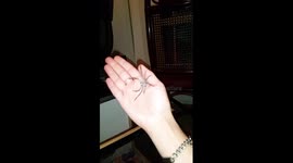 Holding a juvenile huntsman spider.