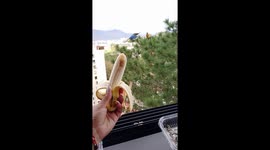 Venezuelan parrots answer call for bananas: a balcony feeding encounter