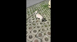 Wangzai's stick mishap: dog takes a tumble in Hunan