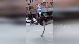 Escaped ostrich runs along road before window shopping