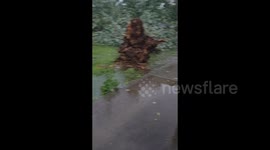 US: Winds Topple Large Tree As Severe Storms Batter Middle Tennessee