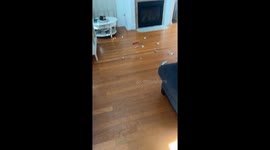 Guilty dog Stitch caught red-pawed in hilarious video