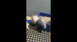 Cat finds unusual sleeping spot: balancing act on plastic container edge